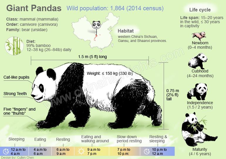 Pandas 12 Interesting Facts You Should Know